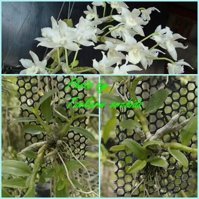 dendrobium  parishii alba | ต้นข้าวออร์คิดส์ - เมืองเชียงใหม่ เชียงใหม่