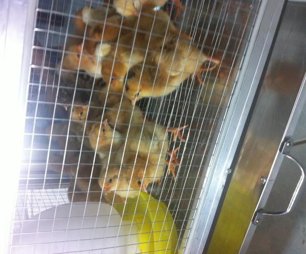 ลูกไก่พันธุ์สามสาย | BeeHappyFarm -  กาญจนบุรี