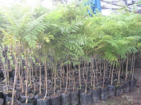 ต้นศรีตรัง ดอ | สวนกัลยา - คลองหลวง ปทุมธานี