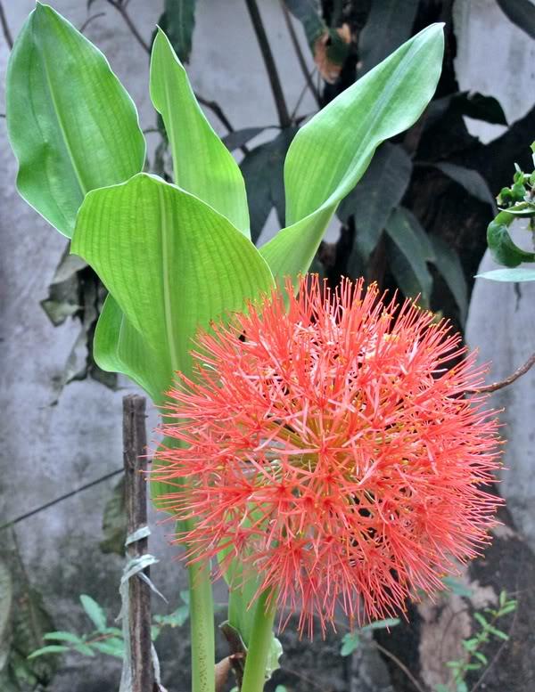 ว่านพระอาทิตย์ | สวน Tree - Enjoy  - เมืองกาญจนบุรี กาญจนบุรี