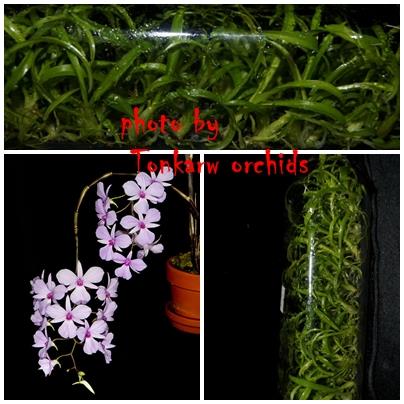 Den.fytchianum Pink หวายตะวันตกชมพู