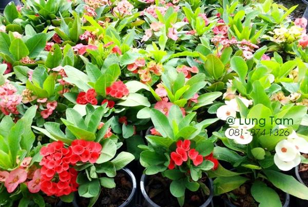 โป๊ยเซียน (Euphorbia milii) | ลุงแถม ไม้มงคล - บางใหญ่ นนทบุรี