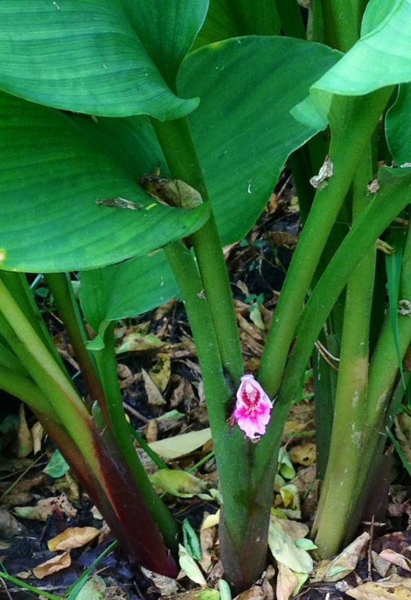 กระชาย | อัญชัน seeds - สวนหลวง กรุงเทพมหานคร