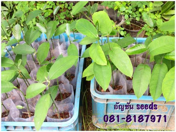 ต้นจำปาดะ สีทอง(ขนุน) | อัญชัน seeds - สวนหลวง กรุงเทพมหานคร