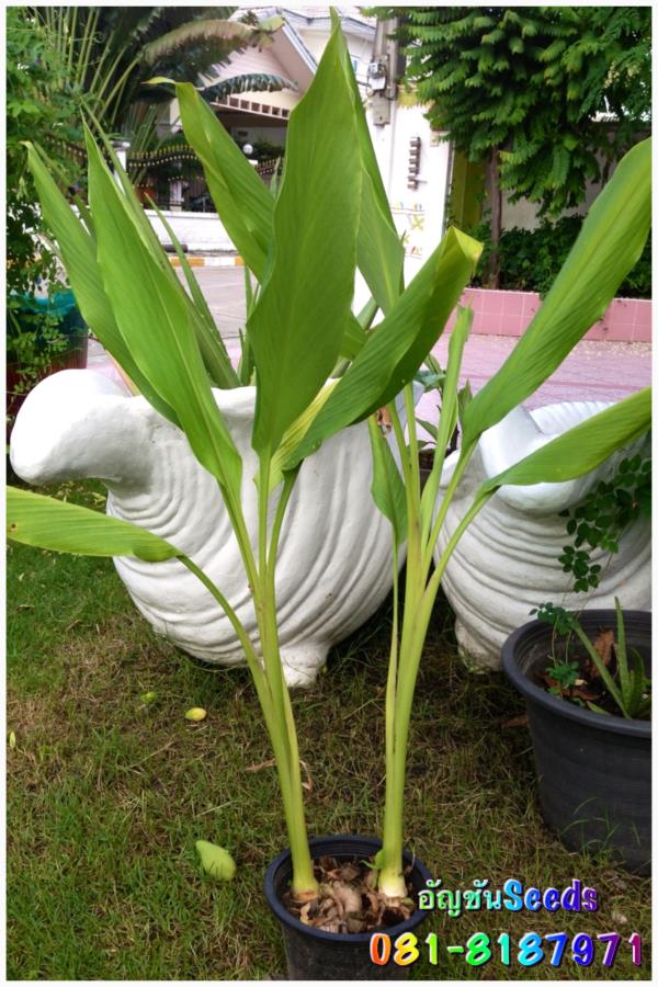 ว่านพระตะบะ | อัญชัน seeds - สวนหลวง กรุงเทพมหานคร