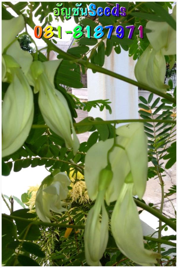 เมล็ดดอกแคขาว | อัญชัน seeds - สวนหลวง กรุงเทพมหานคร