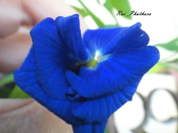ดอกอัญชัญซ้อนสีน้ำเงิน | ไร่ภูธรา - เมืองเชียงใหม่ เชียงใหม่