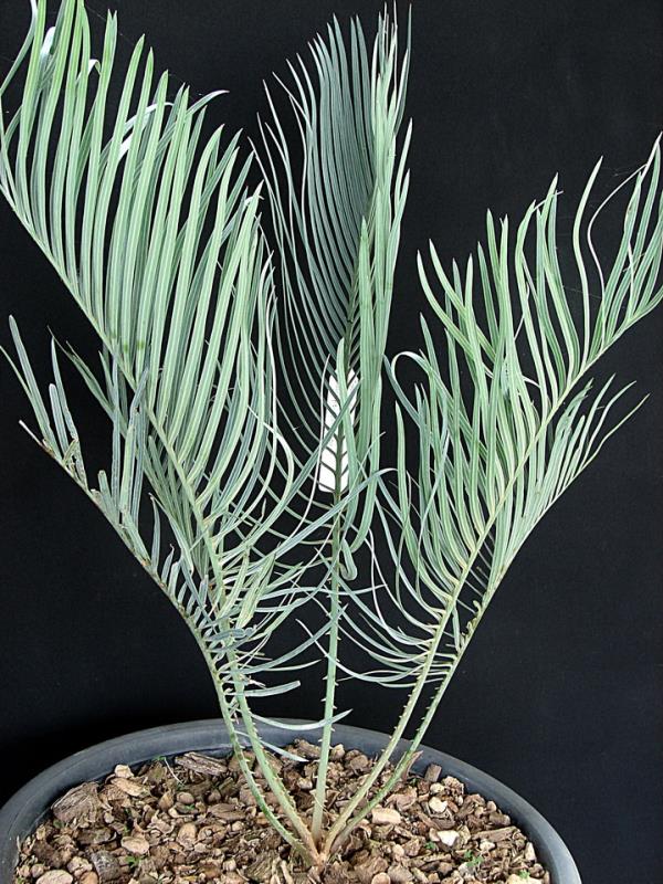 Cycas angulata "ไม้คุณภาพ" | Suanpom(สวนผม) - สรรพยา ชัยนาท