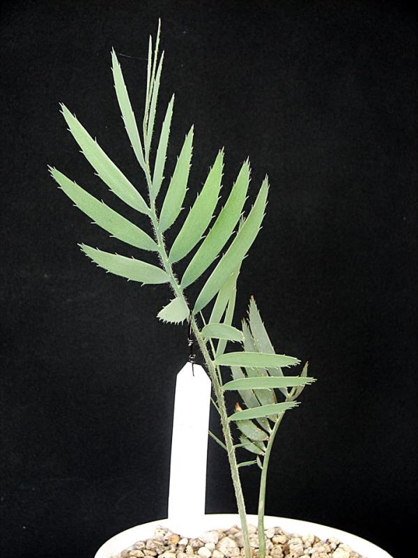 Encephalartos dyerianus "ไม้คุณภาพ" | Suanpom(สวนผม) - สรรพยา ชัยนาท