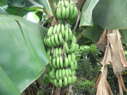 หน่อกล้วยหอมเขียวเตี้ย หอมค่อม | สวนยายเกด -  