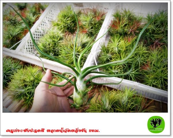 T.bulbosa Giant | ครูเก่ง@สับปะรดสี  - อู่ทอง สุพรรณบุรี