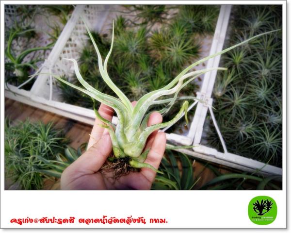 T.caput medusae | ครูเก่ง@สับปะรดสี  - อู่ทอง สุพรรณบุรี