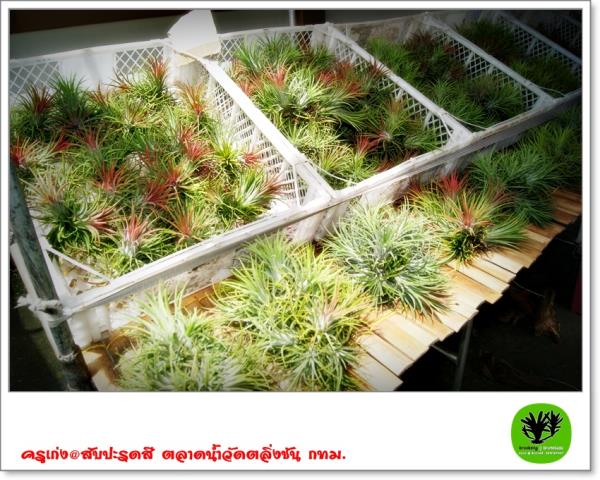 T.ionantha  | ครูเก่ง@สับปะรดสี  - อู่ทอง สุพรรณบุรี