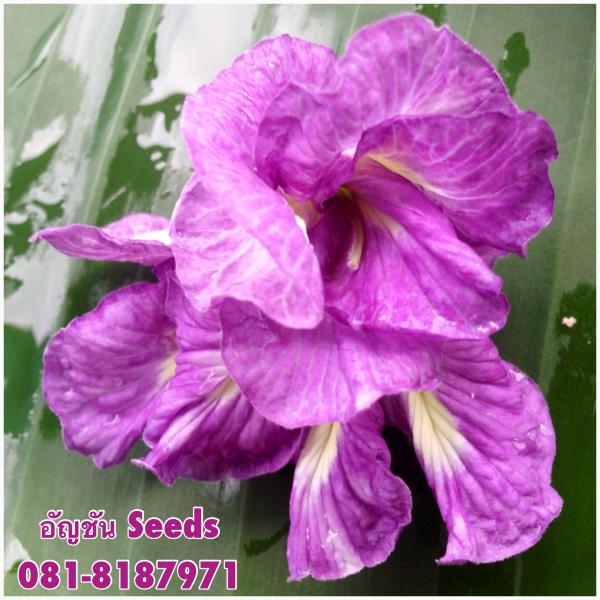 ดอกอัญชัน สีม่วงอมชมพู กลีบซ้อน | อัญชัน seeds - สวนหลวง กรุงเทพมหานคร