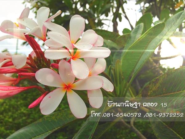 ลีลาวดี |  สวนบ้านกนิษฐา คลอง 15 - องครักษ์ นครนายก