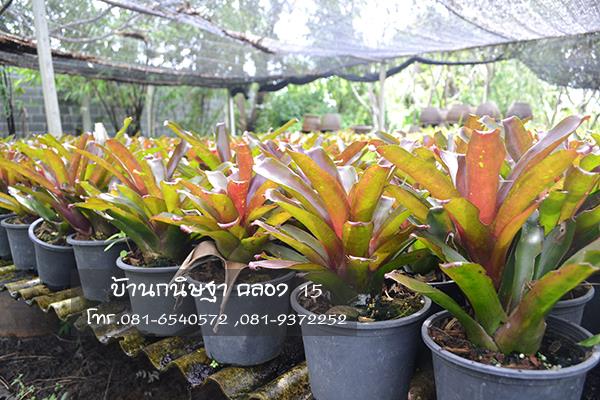 สับปะรดสี (Bromeliads) |  สวนบ้านกนิษฐา คลอง 15 - องครักษ์ นครนายก