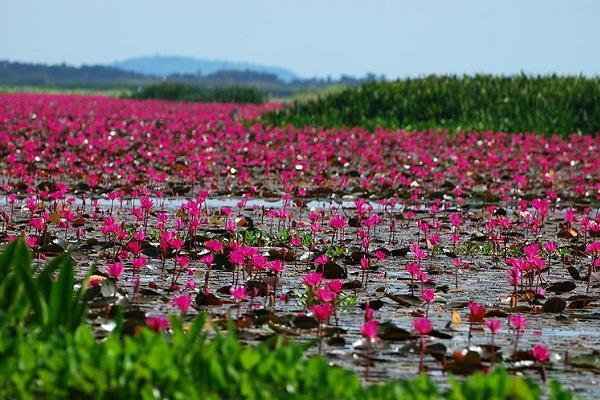 ขาย "บัวกินสาย" | ชัยวัฒน์. เมล็ดพันธุ์บัว - อรัญประเทศ สระแก้ว