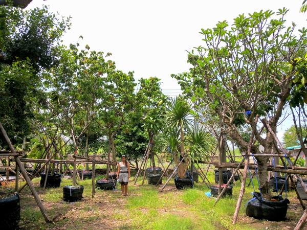 ต้นอโศกสปัน | ร้านต้นไม้ใหญ่ป้าแดง - ธัญบุรี ปทุมธานี