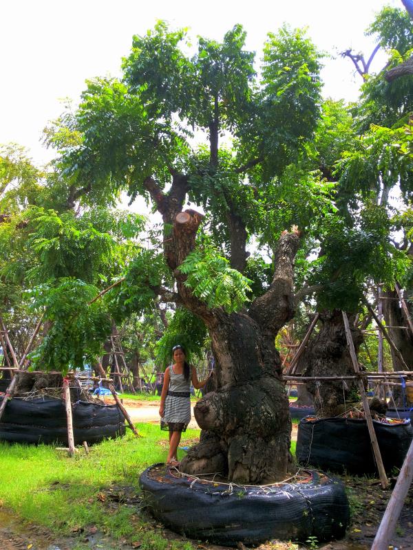 ต้นสะเดา no.95 | ร้านต้นไม้ใหญ่ป้าแดง - ธัญบุรี ปทุมธานี