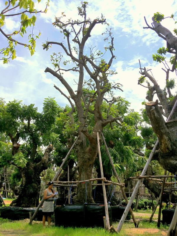 ต้นพยอม no.153 | ร้านต้นไม้ใหญ่ป้าแดง - ธัญบุรี ปทุมธานี