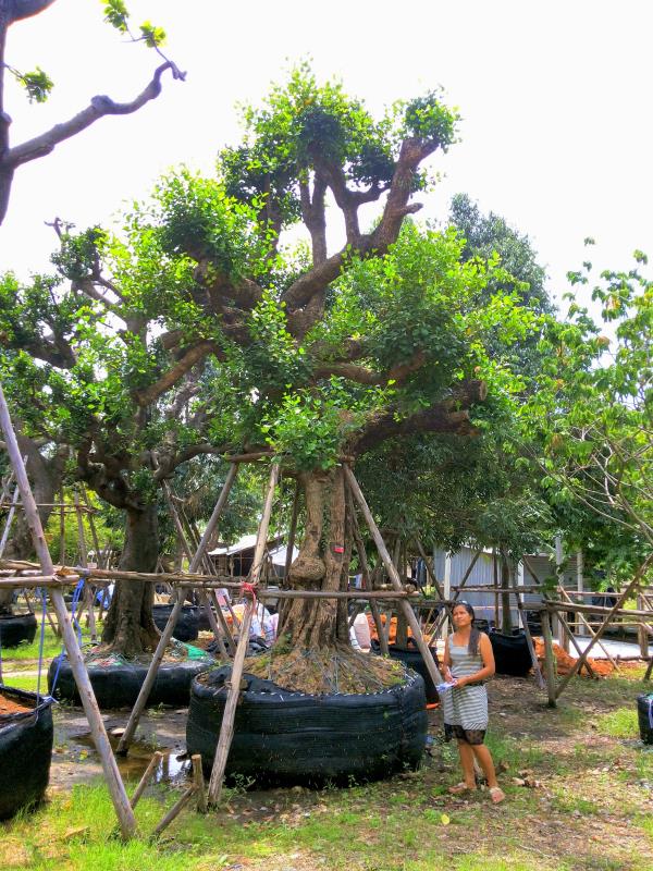 ต้นมั่งมี no.088 | ร้านต้นไม้ใหญ่ป้าแดง - ธัญบุรี ปทุมธานี