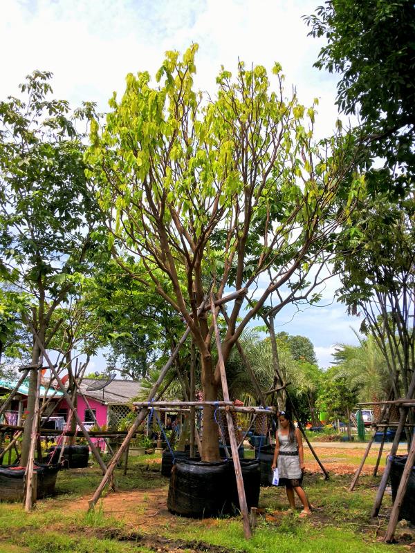 อโศกน้ำ  | ร้านต้นไม้ใหญ่ป้าแดง - ธัญบุรี ปทุมธานี