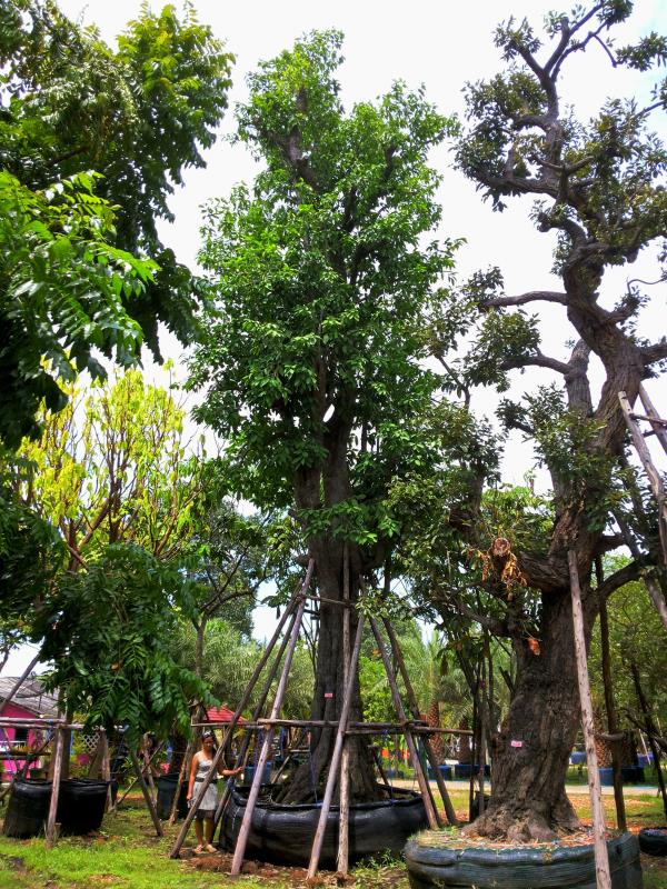ประดงแดง no.057 | ร้านต้นไม้ใหญ่ป้าแดง - ธัญบุรี ปทุมธานี