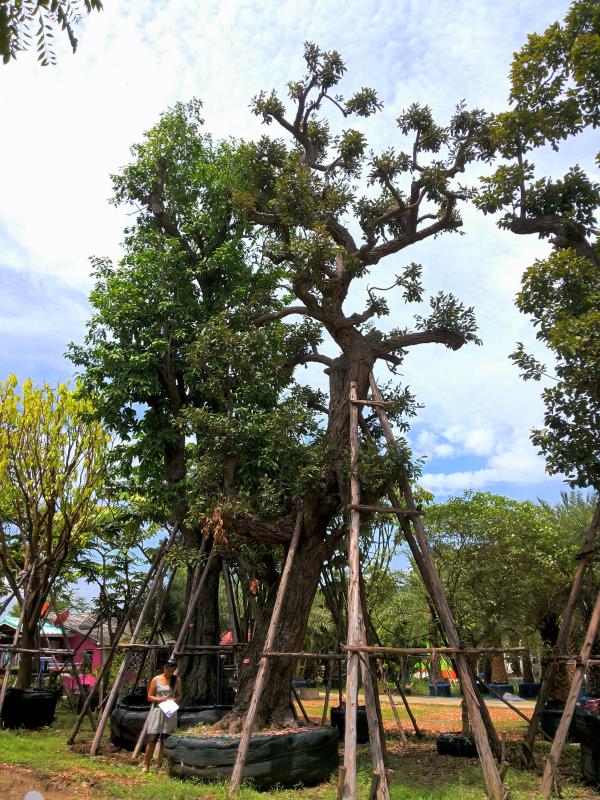 ต้นพยอม no.051 | ร้านต้นไม้ใหญ่ป้าแดง - ธัญบุรี ปทุมธานี