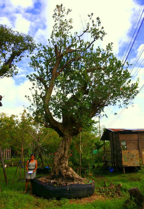 ต้นหว้า no.056 | ร้านต้นไม้ใหญ่ป้าแดง - ธัญบุรี ปทุมธานี