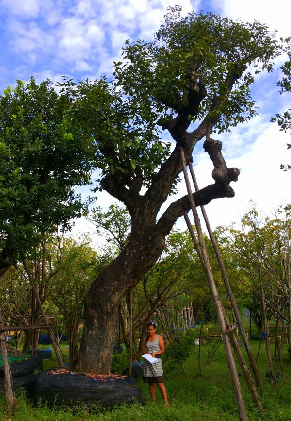 ต้นพยอม no.040  | ร้านต้นไม้ใหญ่ป้าแดง - ธัญบุรี ปทุมธานี