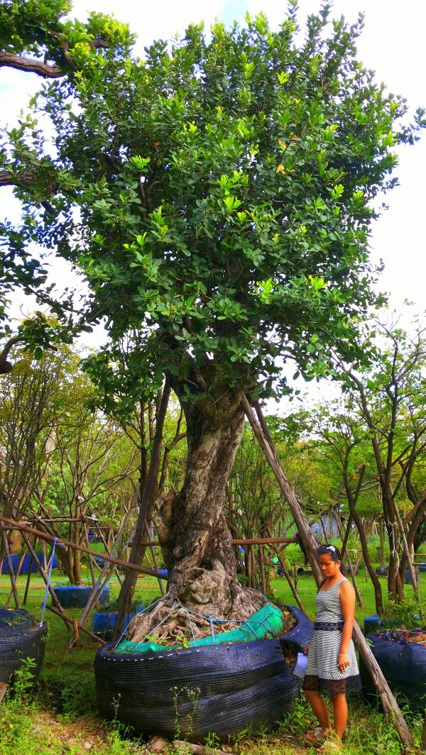 ต้นหว้าแม่น้ำ no.044  | ร้านต้นไม้ใหญ่ป้าแดง - ธัญบุรี ปทุมธานี