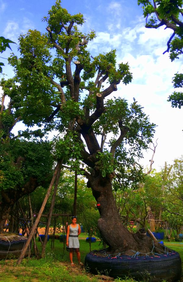 ต้นพยอม no.046 | ร้านต้นไม้ใหญ่ป้าแดง - ธัญบุรี ปทุมธานี