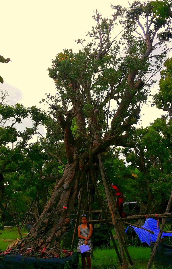 ต้นเสม็ดแดง no.034 | ร้านต้นไม้ใหญ่ป้าแดง - ธัญบุรี ปทุมธานี