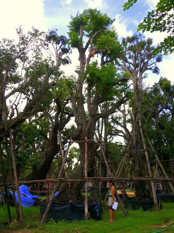 ต้นพยอม no.112 | ร้านต้นไม้ใหญ่ป้าแดง - ธัญบุรี ปทุมธานี