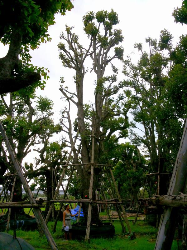 ต้นพยอม no.036 | ร้านต้นไม้ใหญ่ป้าแดง - ธัญบุรี ปทุมธานี