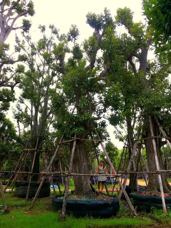 ต้นพยอม no.085 | ร้านต้นไม้ใหญ่ป้าแดง - ธัญบุรี ปทุมธานี