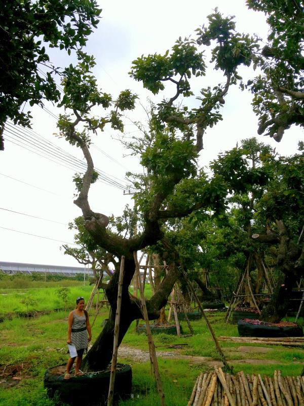 ต้นพยอม no.030 | ร้านต้นไม้ใหญ่ป้าแดง - ธัญบุรี ปทุมธานี