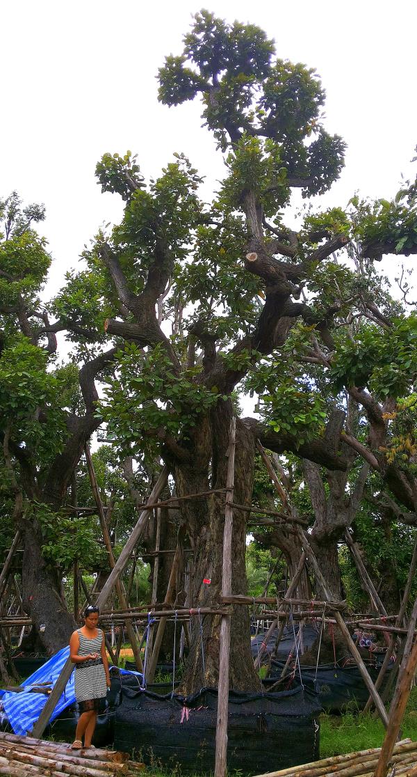 ต้นพยอม no.029 | ร้านต้นไม้ใหญ่ป้าแดง - ธัญบุรี ปทุมธานี