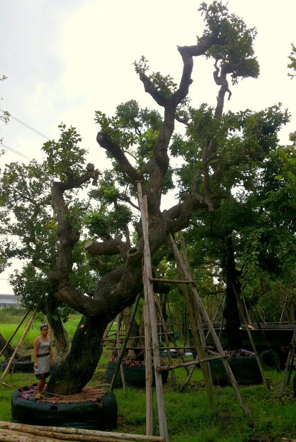 ต้นพยอม no.022 | ร้านต้นไม้ใหญ่ป้าแดง - ธัญบุรี ปทุมธานี