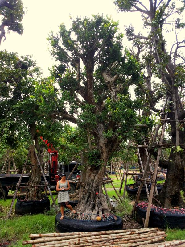 ต้นหว้าแม่น้ำ no.137 | ร้านต้นไม้ใหญ่ป้าแดง - ธัญบุรี ปทุมธานี