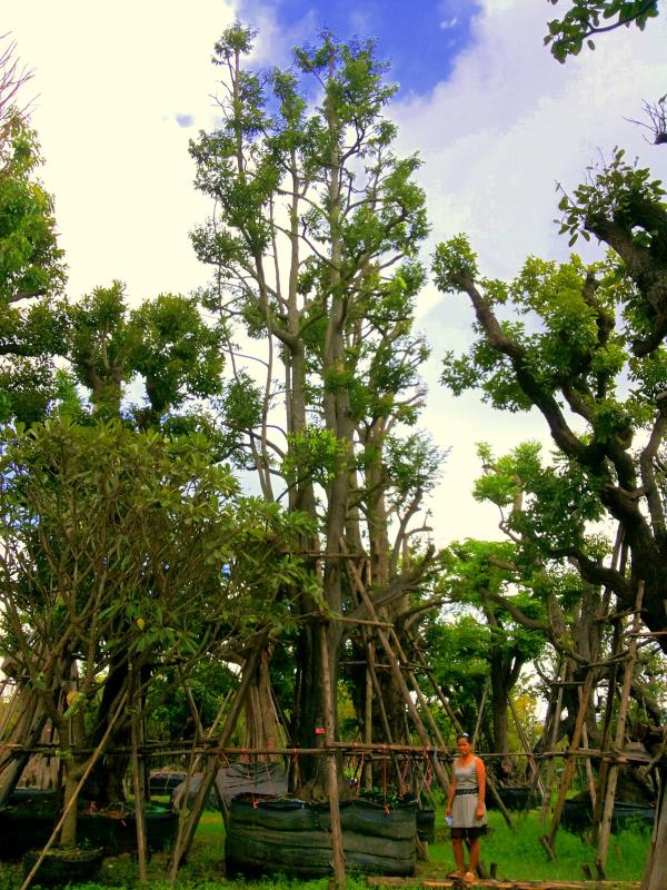 ต้นกาจะ no.027 | ร้านต้นไม้ใหญ่ป้าแดง - ธัญบุรี ปทุมธานี