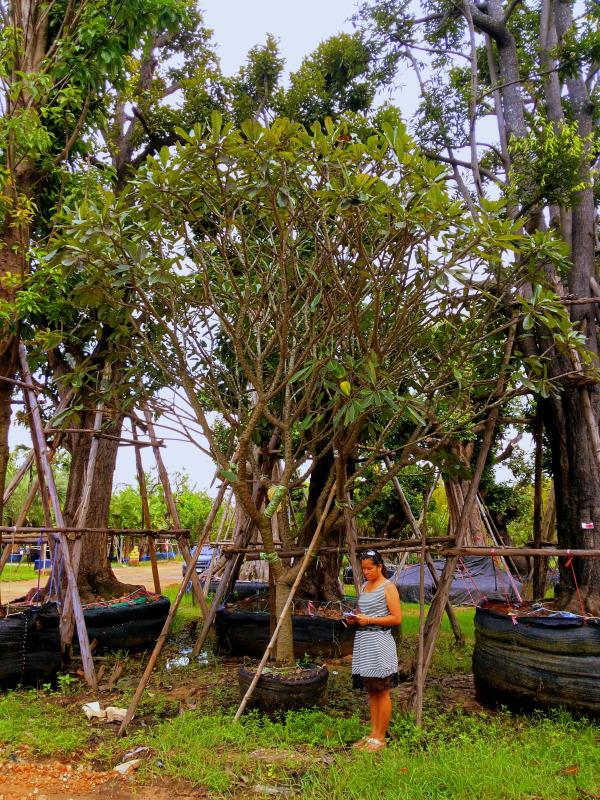 ต้นลีลาวดี | ร้านต้นไม้ใหญ่ป้าแดง - ธัญบุรี ปทุมธานี