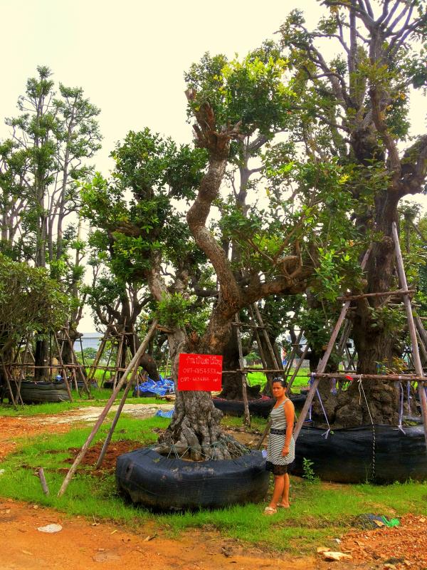 ต้นหว้าแม่น้ำ no.150 | ร้านต้นไม้ใหญ่ป้าแดง - ธัญบุรี ปทุมธานี