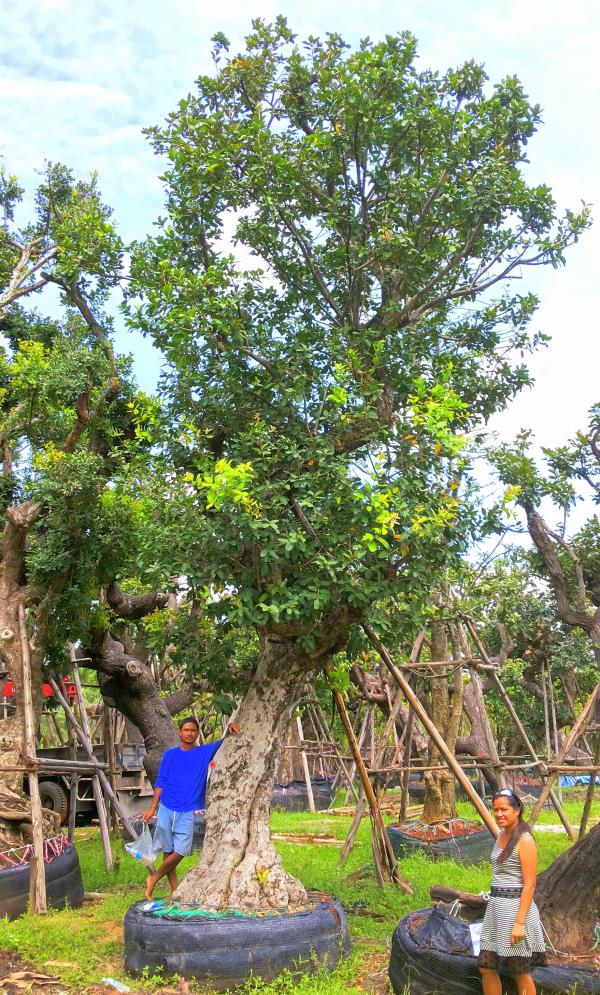 ต้นหว้าแม่น้ำ no.018  | ร้านต้นไม้ใหญ่ป้าแดง - ธัญบุรี ปทุมธานี