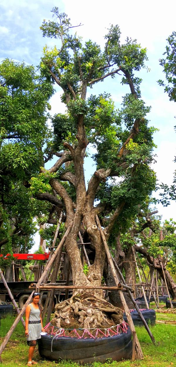 ต้นหว้าแม่น้ำ no.081 | ร้านต้นไม้ใหญ่ป้าแดง - ธัญบุรี ปทุมธานี