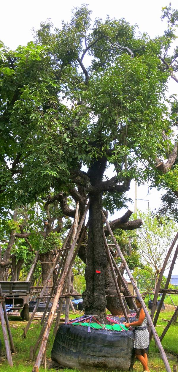 ต้นนางกวัก no.023  | ร้านต้นไม้ใหญ่ป้าแดง - ธัญบุรี ปทุมธานี