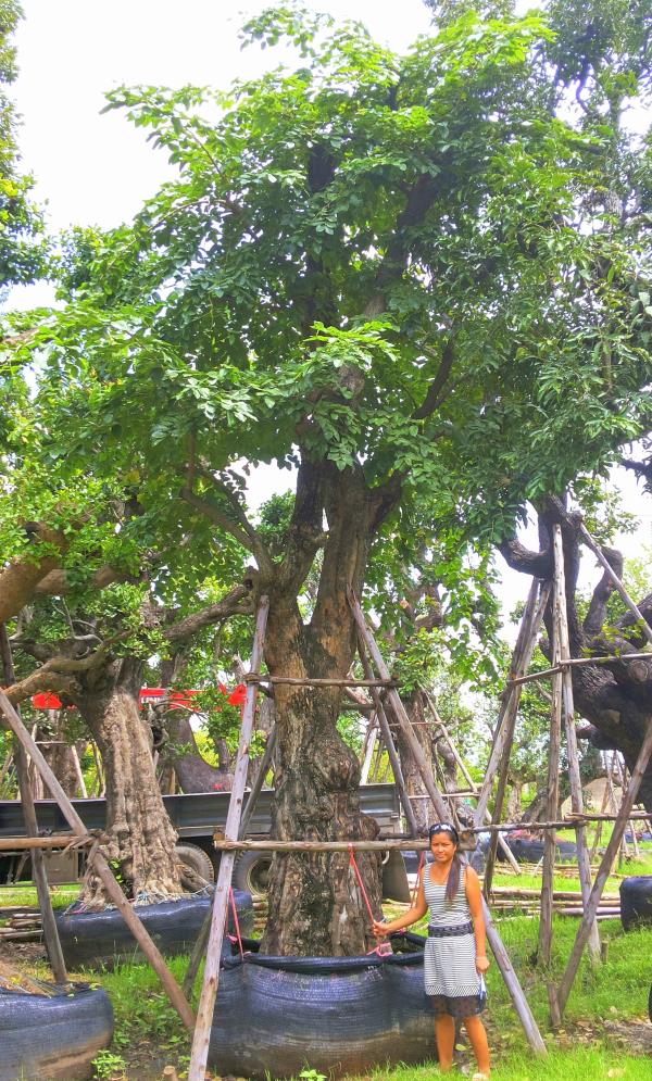 ต้นประดู่ no.128  | ร้านต้นไม้ใหญ่ป้าแดง - ธัญบุรี ปทุมธานี