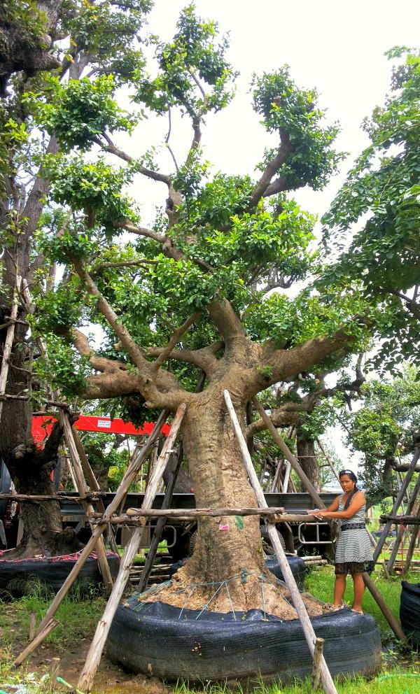 ต้นมั่งมี no.014 | ร้านต้นไม้ใหญ่ป้าแดง - ธัญบุรี ปทุมธานี