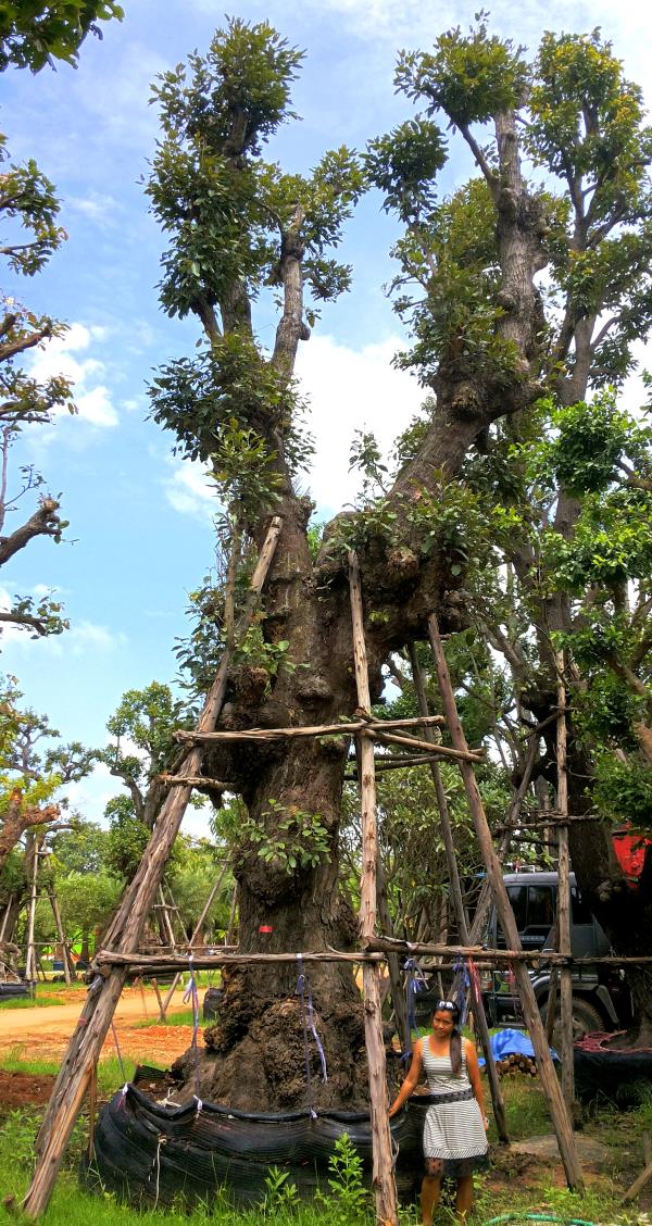 ต้นพยอม no.108 | ร้านต้นไม้ใหญ่ป้าแดง - ธัญบุรี ปทุมธานี