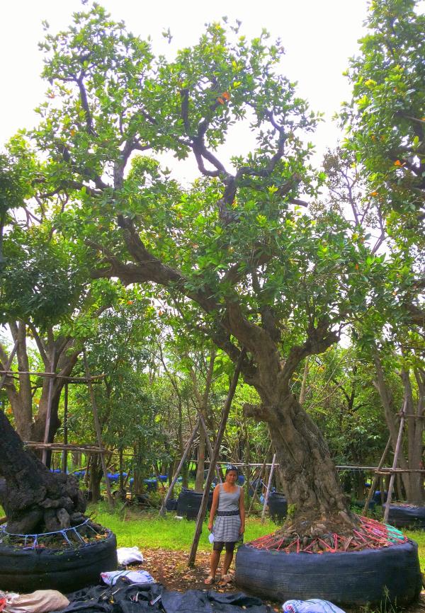 ต้นหว้าแม่น้ำ no.078 | ร้านต้นไม้ใหญ่ป้าแดง - ธัญบุรี ปทุมธานี